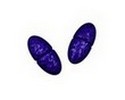 diplococcus lanceolate
